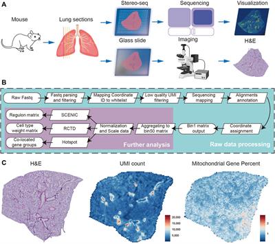 Spatial Transcriptome Uncovers the Mouse Lung Architectures and Functions